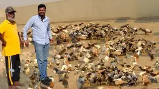 Osama Bhai K Kabootar || Ustad Imran Nihari K Ba-Ikhtiyar Khalifa Younus Shaikh K Shagird Osama Bhai