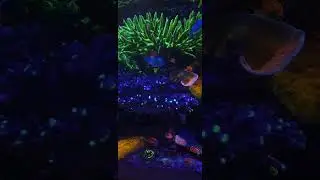 Dec 2025. mixed reef .. #fishtanks #aquarium #aquascape #fish #