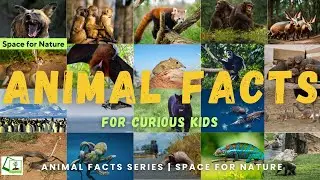 20 Wild Animal Facts You Didn't Know - PART 1