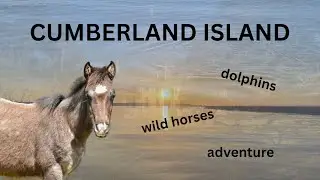 Visiting Wild Horses on an Island in Georgia!