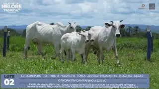 Lote 02