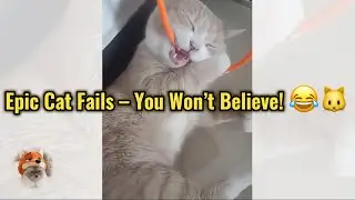 Эпичные кошачьи неудачи &ndash; вы не поверите! 😂🐱 #любителикошек #кошачьинеудачи #странныекошки