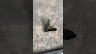 Deths head Hawkmoth