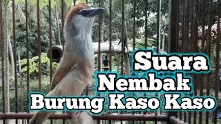 Suara Tembakan Burung Kaso Kaso Gacor Untuk Pancingan Bunyi
