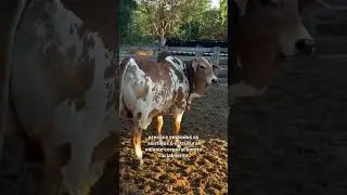 NELORE PINTADO E SUA ELEG&Acirc;NCIA. #fazenda #gado #pecuarista #agro #nelore #nelorepintado #boigordo