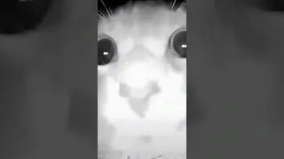 reminder: let your cat in, now!