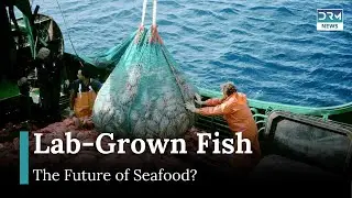 Will Lab-Grown Fish Solve the Seafood Crisis? A Look at Umami Bioworks&rsquo; Game-Changer | AF1G