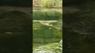 Big Wild Rainbow Trout Finning in a CRYSTAL CLEAR Limestone Spring Creek