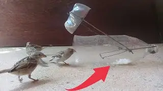 como fazer Armadilha para pegar passarinho. #armadilhaparapássaros