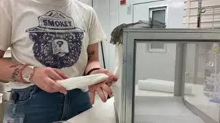 Setting up metal adult cages