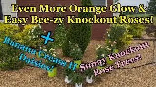 Planting Even More Orange Glow and Easy Bee-zy Knockout Roses & Banana Cream II Daisies!