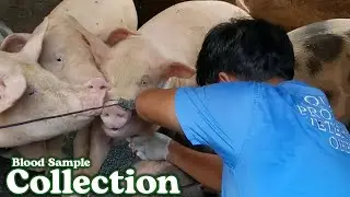 Blood Sample Collection