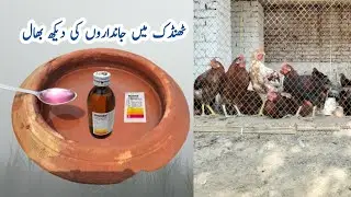 Appetizer and Growth Promoter for Chickens in Winter | Cold Weather Care Tips | Dr. ARSHAD