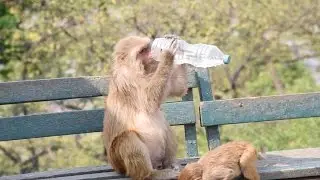 Monkey Steals Water Bottle