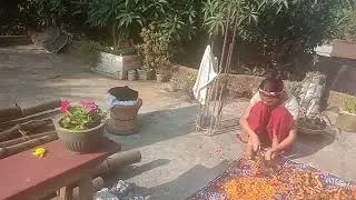 turmeric cutting at home