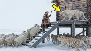 Einsame JAKUTISCHE Greisin stellt sich 1000 ALBINO-TIGERN, um ihre Herde im Schnee bei -71°C zu SCH…
