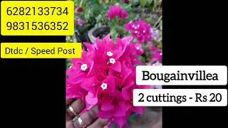Fresh Quality Low Cost Garden Plants for Sale |Balsam, Chembarathi, Bougainvillea, Episcia, Vetilla|