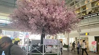 Sagameono Station Square 2023 Sakura Spring Festival