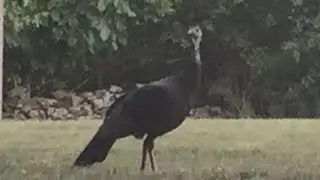 Turkey.mp4
