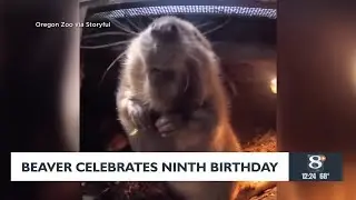 Beaver celebrates 9th birthday