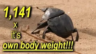 Unleashing The Incredible Power Of Dung Beetles In The African Wildlife!