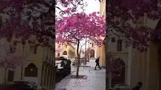 Beirut Spring time🌺🇱🇧هذه ليست باريس هذه بيروت في فصل الربيع، فضلا اشترك في القناة و ضع لايك 👍شكرا ❤️