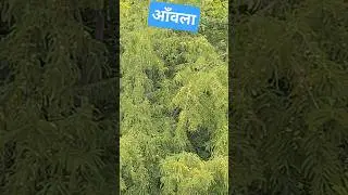आँवला के बाग