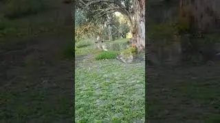 River level @ Willcania Caravan Park
