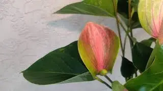 #ЦветыВместе Антуриум Фентази Лав Anthurium Fantasy Love 17/70  (UltraHD #4K #2160p60FPS)