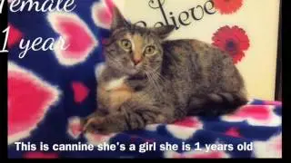 Pets Up For Adoption At Morrison County Animal Shelter