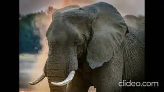 Angry elephant sound with amazing picture