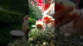 The Japanese Town Where Koi Swim Freely 🎏