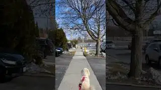 Winter walk with my doggy #aussiedoodle #dog #dogwalk #canada  #cute