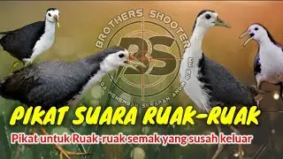 PIKAT RUAK-RUAK  🔴 Pikat untuk Ruak semak yang susah keluar