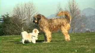 Buster Cornbread Dog Meets Little Pooch with Magic Show Music