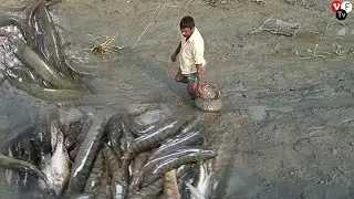 Best Fishing video 2022 || Traditional catching koi sing taki guci  fish with kada