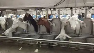 Процесс доения коз.Итальянское автоматическое оборудование milk line