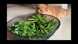 Cat eats vegetables🤪 || must watch #cutecats #shorts #catvideos #lovethecat