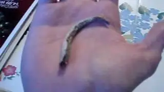 Detached Gecko Tail