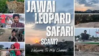Jawai leopard safari Udaipur where you can see leopards 🐆 or Scam ?
