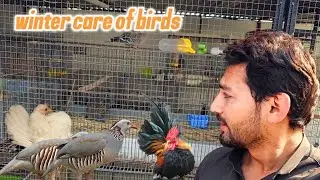 Sardi mei Birds ki care || winter care of exotic birds breeding setup || petsvlog || petswithaliraza