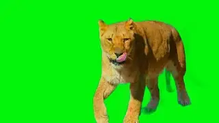 Female Lion Animal Green Screen Effects HD Footage || No Copyright