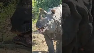 #pobitara#rhino#indianrhino#one-hornedrhino#aasamwildlife#jungalsafari#assamrhinoceros