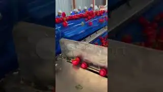 Cherry Pepper Sorting Machine; Cherry Grading Machine; #pepper #grader #sorter