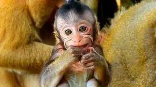 Cute Baby Monkey At Ankor Wat