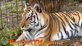 Come along with #CaroleBaskin at Big Cat Rescue for cat updates and #GiveDay 04 20 2023