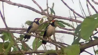 Bird Watching Diary 2021.5.5