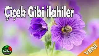 Çiçek Gibi İlahiler 💖 Karışık Harika İlahiler 💖 Yeşil Ravza İlahileri