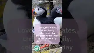 Puffin Spirit Animal Message