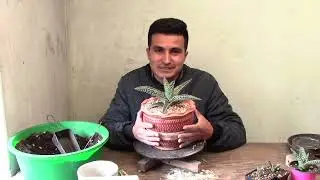 ALOE VARIEGATA cuidados + trasplante